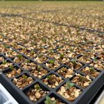 ΕΚΠΑΙΔΕΥΤΙΚΗ ΕΠΙΣΚΕΨΗ ΤΩΝ ΦΟΙΤΗΤΩΝ ΤΟΥ ΤΜΗΜΑΤΟΣ ΓΕΩΠΟΝΙΑΣ ΦΥΤΙΚΗΣ ΠΑΡΑΓΩΓΗΣ ΚΑΙ ΑΓΡΟΤΙΚΟΥ ΠΕΡΙΒΑΛΛΟΝΤΟΣ ΣΤΟ ΠΛΑΙΣΙΟ ΤΟΥ ΜΑΘΗΜΑΤΟΣ «ΓΕΩΡΓΙΚΕΣ ΚΑΤΑΣΚΕΥΕΣ-ΘΕΡΜΟΚΗΠΙΑ» ΣΤΗ ΕΤΑΙΡΕΙΑ AGRIS ADVANCING HORTICULTURE.