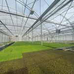 ΕΚΠΑΙΔΕΥΤΙΚΗ ΕΠΙΣΚΕΨΗ ΤΩΝ ΦΟΙΤΗΤΩΝ ΤΟΥ ΤΜΗΜΑΤΟΣ ΓΕΩΠΟΝΙΑΣ ΦΥΤΙΚΗΣ ΠΑΡΑΓΩΓΗΣ ΚΑΙ ΑΓΡΟΤΙΚΟΥ ΠΕΡΙΒΑΛΛΟΝΤΟΣ ΣΤΟ ΠΛΑΙΣΙΟ ΤΟΥ ΜΑΘΗΜΑΤΟΣ «ΓΕΩΡΓΙΚΕΣ ΚΑΤΑΣΚΕΥΕΣ-ΘΕΡΜΟΚΗΠΙΑ» ΣΤΗ ΕΤΑΙΡΕΙΑ AGRIS ADVANCING HORTICULTURE.