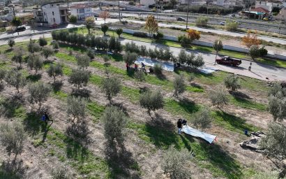 Συγκομιδή ελιές από τον ελαιώνα της Σχολής Γεωπονικών Επιστημών στο Φυτόκο.