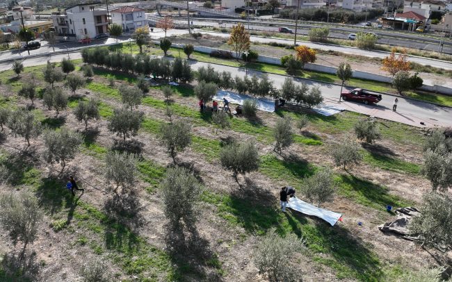 Συγκομιδή ελιές από τον ελαιώνα της Σχολής Γεωπονικών Επιστημών στο Φυτόκο. Συγκομιδή ελιές από τον ελαιώνα της Σχολής Γεωπονικών Επιστημών στο Φυτόκο.