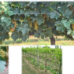 Laboratory of Viticulture