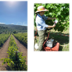 Laboratory of Viticulture