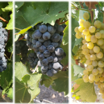 Laboratory of Viticulture