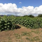 Laboratory of Weed Science