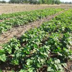 Laboratory of Weed Science