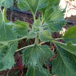 Laboratory of Weed Science