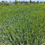 Laboratory of Weed Science