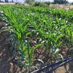 Laboratory of Weed Science