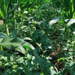 Laboratory of Weed Science