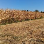Farm
